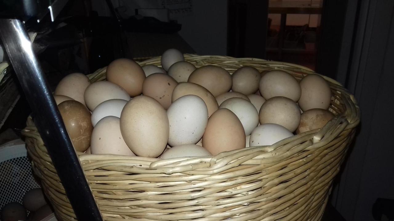 Agriturismo Le Oche Selvatiche Lauzacco 外观 照片